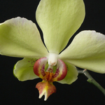 Yellow Orchid