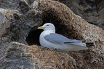 Kittiwake