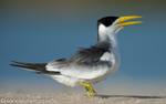 Yellow-billed tern