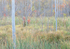 Wetland Dawn--September