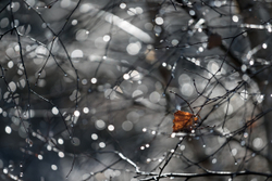 Dew drops on Silver