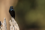 Black Drongo, Bandhavgarh National Park, Madhya Pradesh, India