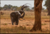 Elephant trunk spray