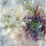 Bromze - John Slater -  Flowers in Ice 