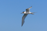 White-fronted Tern portfolio