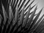 La Gomera-15