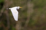 Cattle Egret in flight, Blue Cypress Lake, Florida