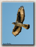 African Hawk Eagle