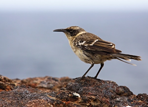 [align=center][size=11][b]Galapagos Mockingbird, Genovesa Island (Prince Phillip's Steps), Galápagos Islands[/b][/siz…