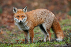 Red Fox