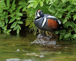 Harlequin Duck (male) standing on rock, River Laxa, Iceland
