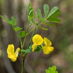 Scorpion-senna (Hippocrepis emerus)
