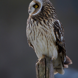 Short Eared Owl perched on a post