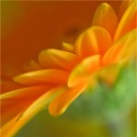 Orange Gerbara