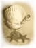 Sea Cocktail