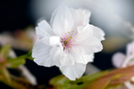 White Cherry Blossom - 7014_00001