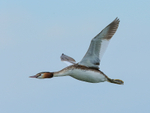 Great Crested Grebe flying close, Farmoor Reservoir
