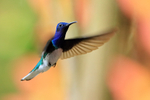 White-necked Jacobin (male) hovering near feeder, Costa Rica