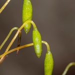 Capsules of Capillary Thread-moss  (Bryum capillare)