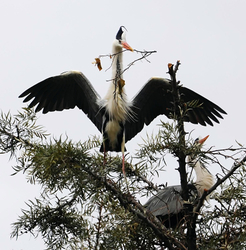 South Africa Birds and Mammals portfolio