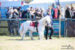 Shetland Pony Racing Paxford Races Easter Mon 06/04/26 portfolio