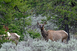3HPhotography5-20-25_GTNP_433_