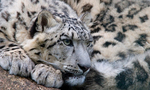 Snow Leopard