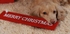 Merry Christmas Teddy