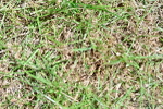 SBM_17531