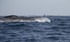Fin Whale, Pico Island, Azores