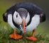 Puffin (Fratercula arctica) Portrait