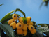 Loquats After The Bees   