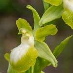 Gargano Ophrys (lacking anthocyanin pigments...apochromic) Ophrys sphegodes ssp passionis.. also O. garganica, O. passionis