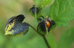 LadybirdNicandra1