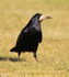 Rook