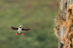 Horned Puffin approaches cliff face, Duck Island, Alaska