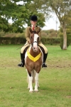 S59 - Part Bred Arab & Native Pony Ridden portfolio