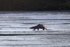 Otter on Ice