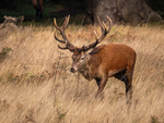 Red Deer