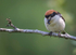 WOODCHAT SHRIKE 3