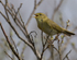 WILLOW WARBLER