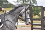CLASS 6 Senior Newcomers/ 1.10m Open portfolio