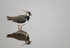 Lapwing