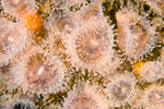 Corynactis viridis
