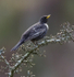 Male Ring Ouzel