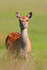 Sika Deer in long grass near Shipstal Point