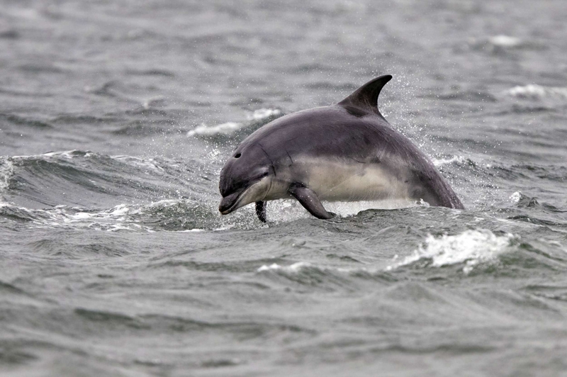 Bottle Nose Dolphin - Moray Firth