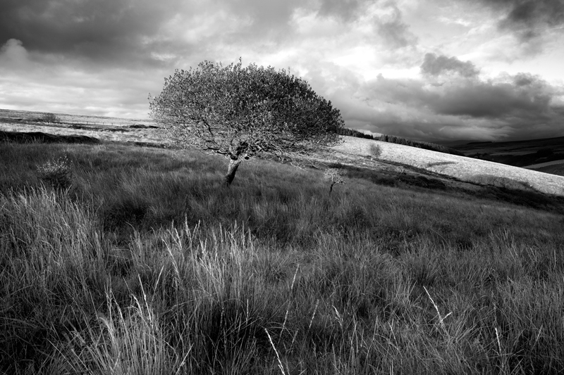 Tree and Mini-Tree