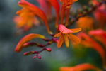 Flower - 1278