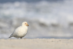 Snowy Sheathbill, breaking wave background, Falklands